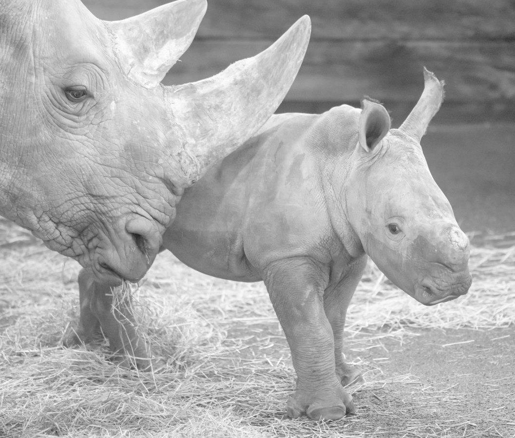 zoo erfurt tayo marcita