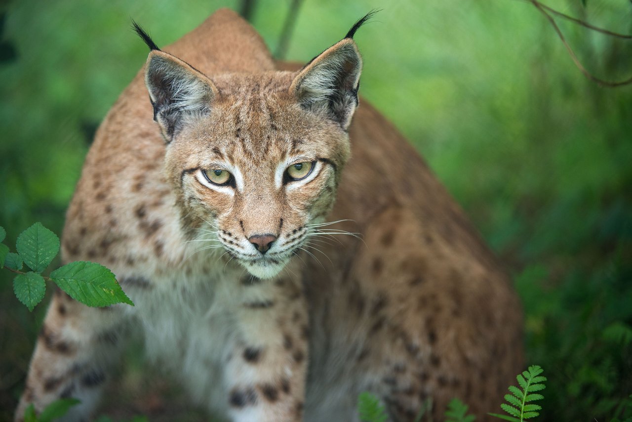 Toter Luchs Im Eichsfeld: Möglicherweise War Doch Kein Mensch Schuld ...