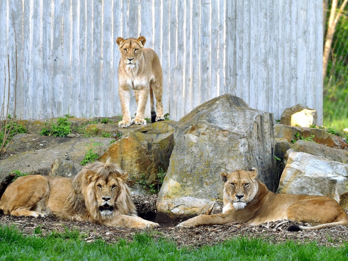 Löwe Zoo Erfurt