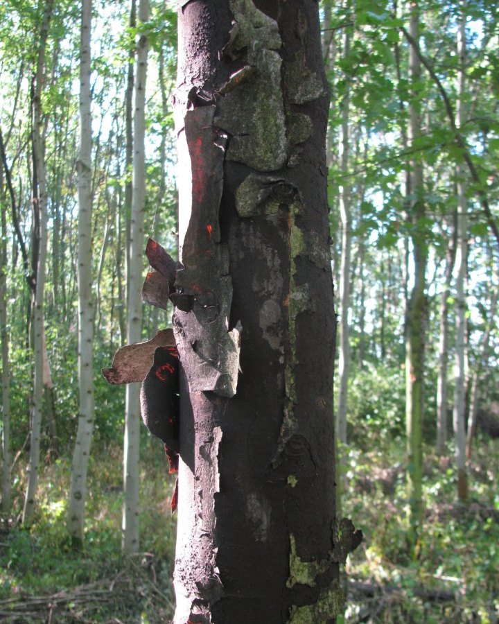 Rußrinden-Pilz