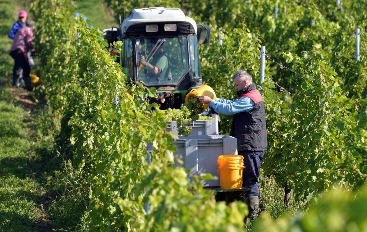 Winzer ernten Wein Saale-Unstrut