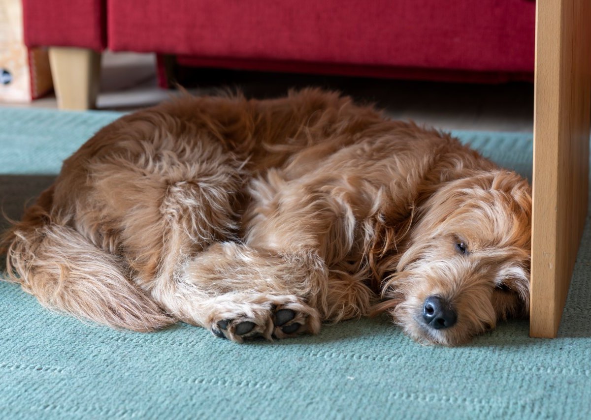 hund in thüringen.jpg