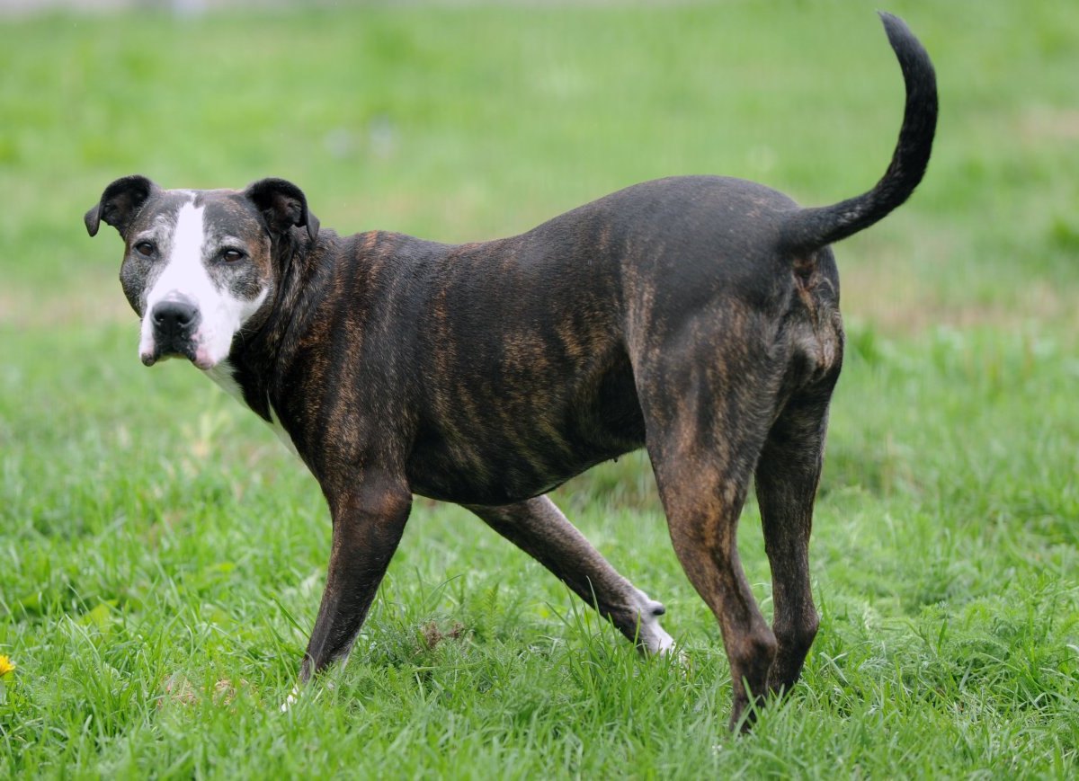 kampfhund American Staffordshire Hund