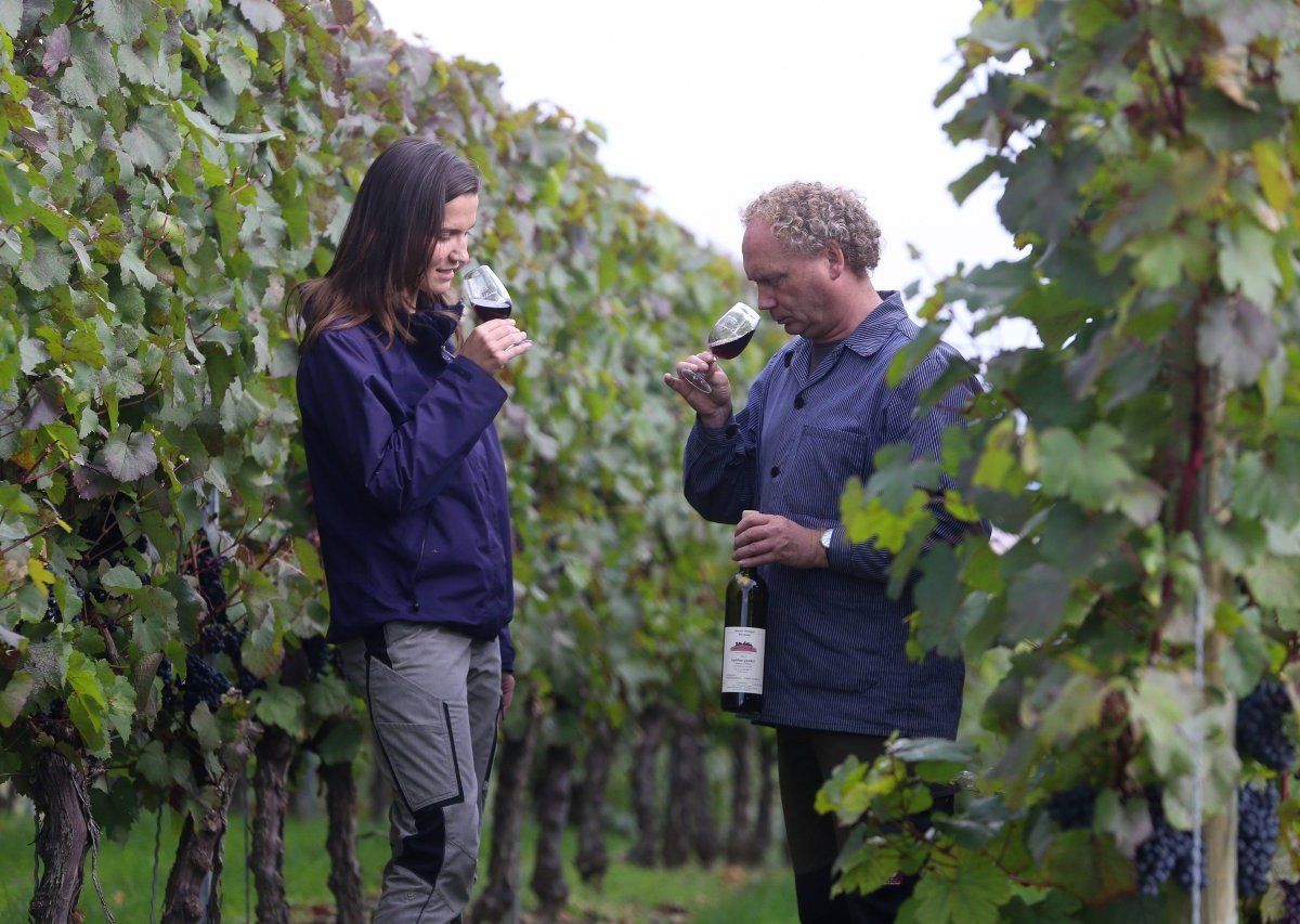 wein reben weinanbau ernte winzer