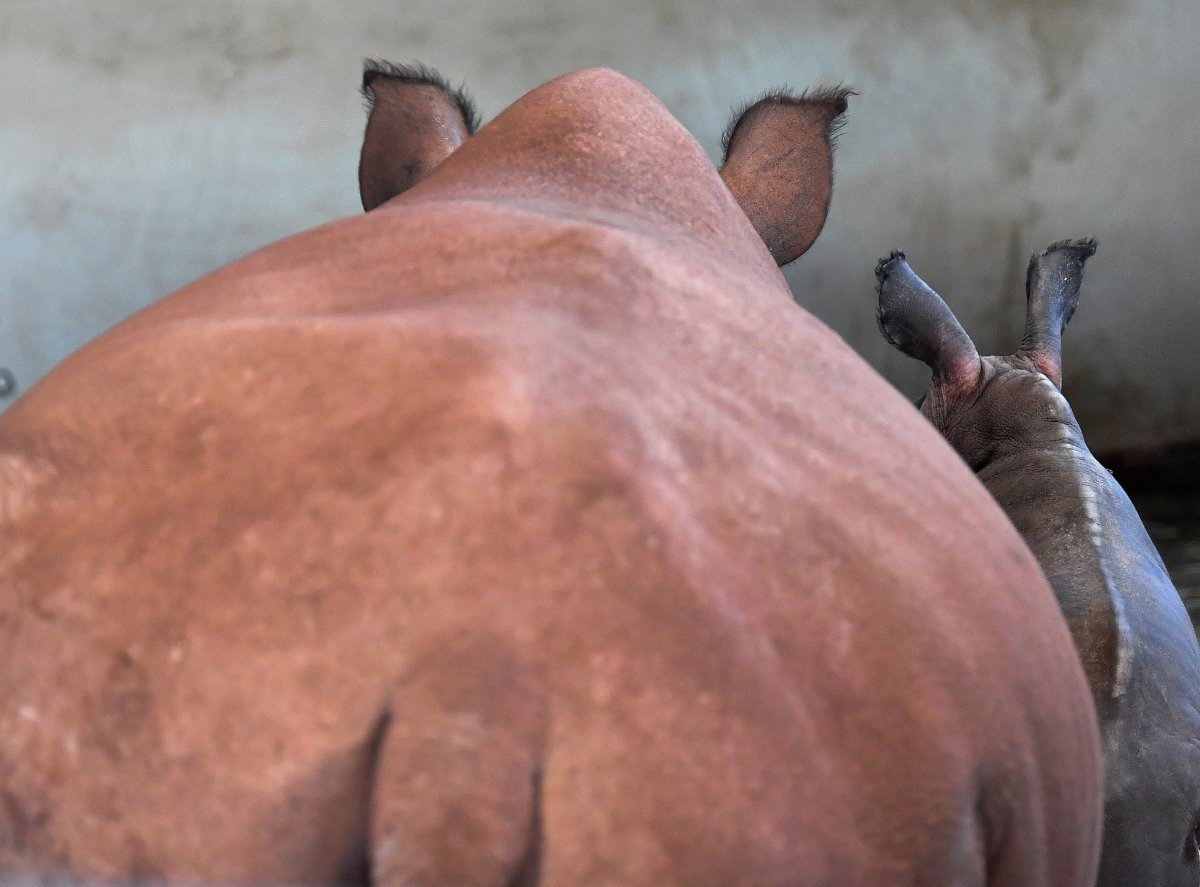 zoopark thüringer erfurt nashorn baby marcita