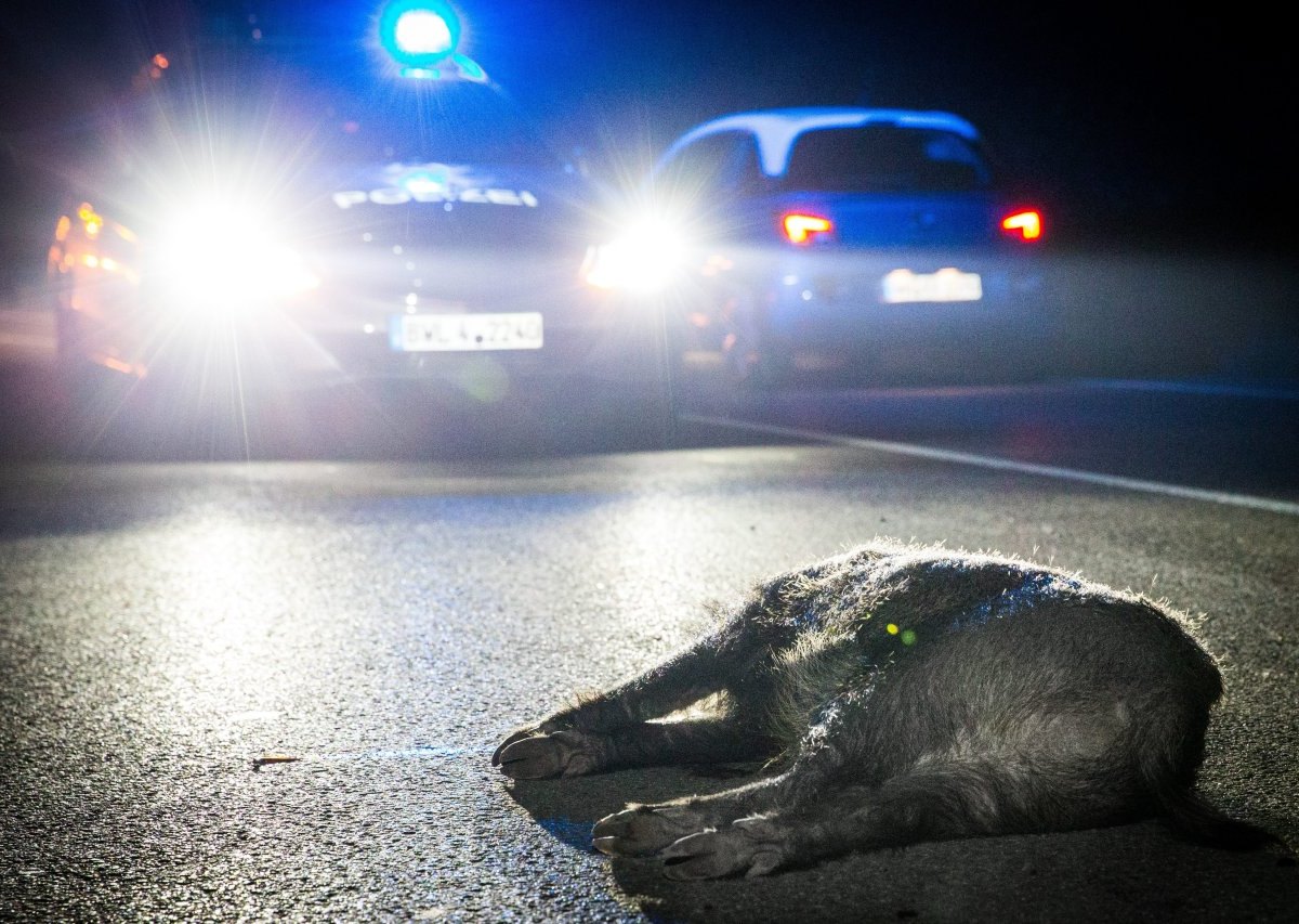 wildschwein unfall thüringen