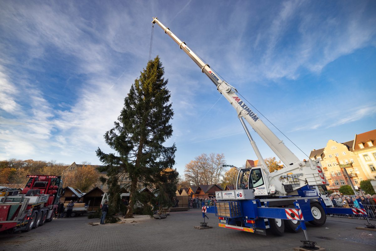 Erfurt Neuer Weihnachtsbaum für Beben! „Rupfi 2.0“ Thueringen24