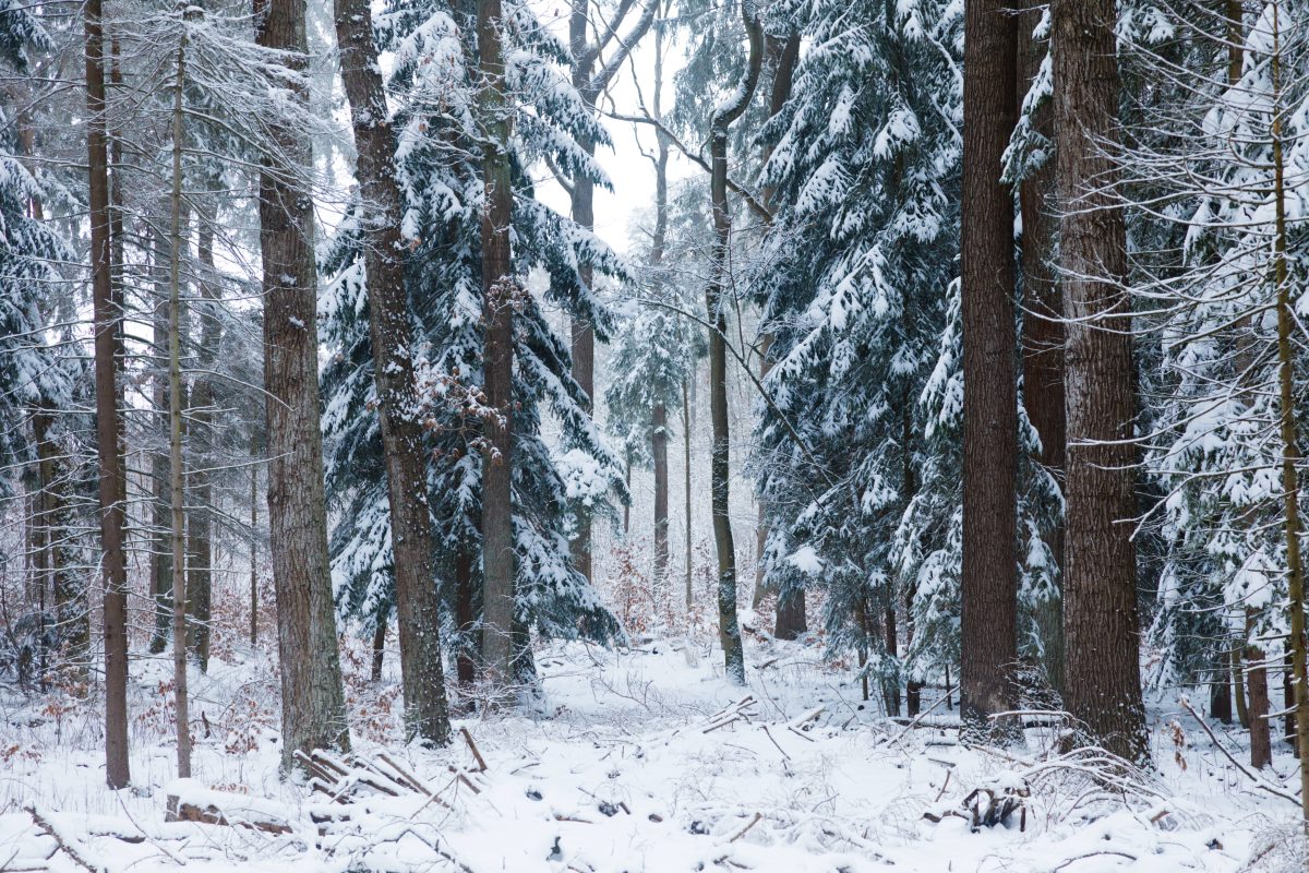 thueringer wald