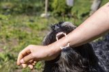 In Thüringen hat ein Hund dreifach zugebissen.