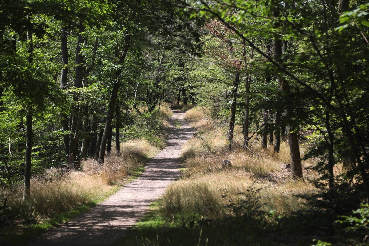 thueringer wald