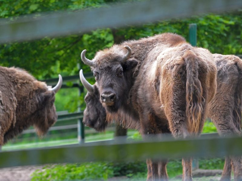 Zoo in Thüringen macht es offiziell! Besucher werden es sofort merken