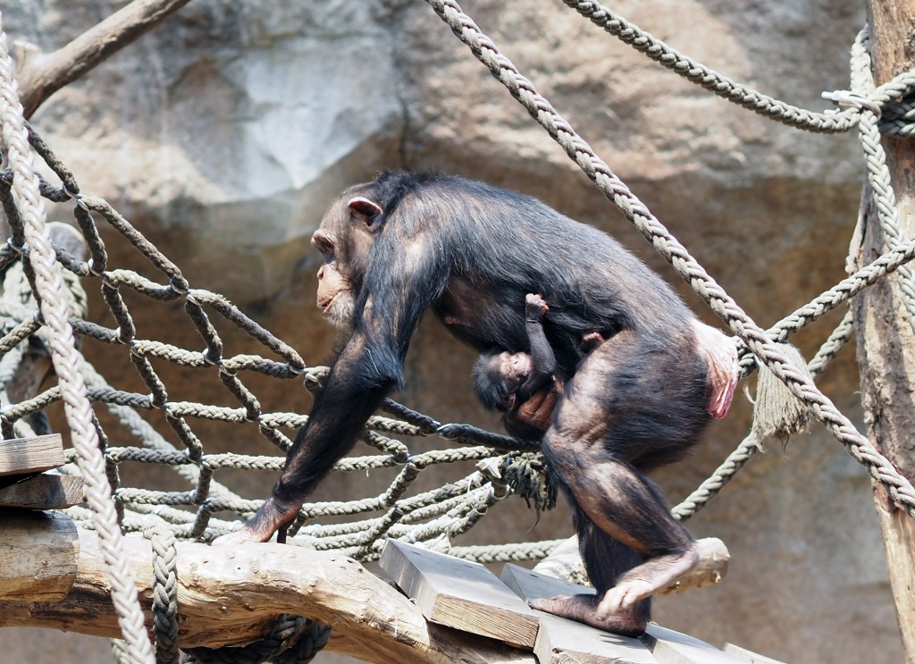 Schimpansanmama Changa mit ihrem Baby. 