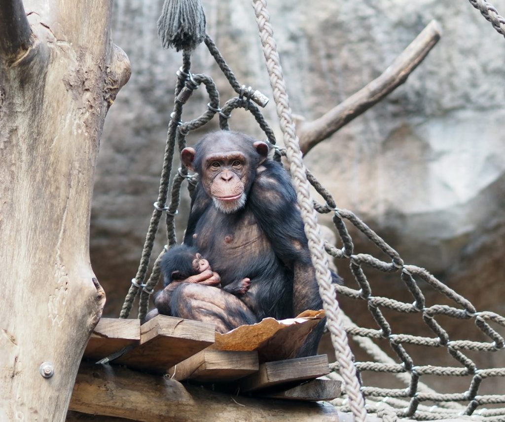 Nachwuchs bei den Schimpansen im Zoo Leipzig.