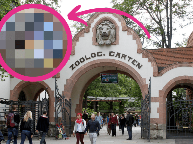 Zoo Leipzig: Mega-Treiben gegenüber dem Koala-Haus! Besucher können es hautnah miterleben