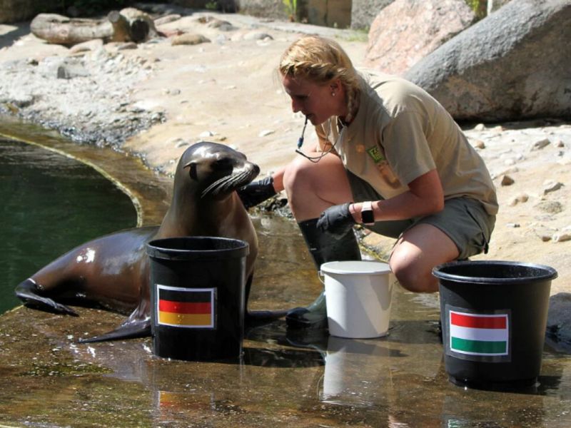 Zoo Leipzig: Klare Kante beim EM-Orakel! Seelöwin Sissi lässt keinen Zweifel aufkommen