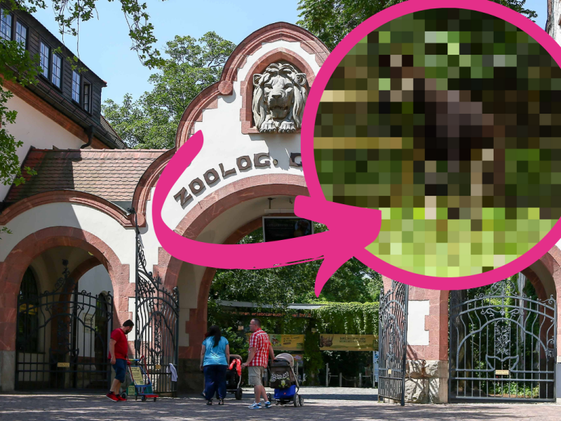 Zoo Leipzig: Große Aufregung im Gehege! Endlich können es alle Besucher sehen