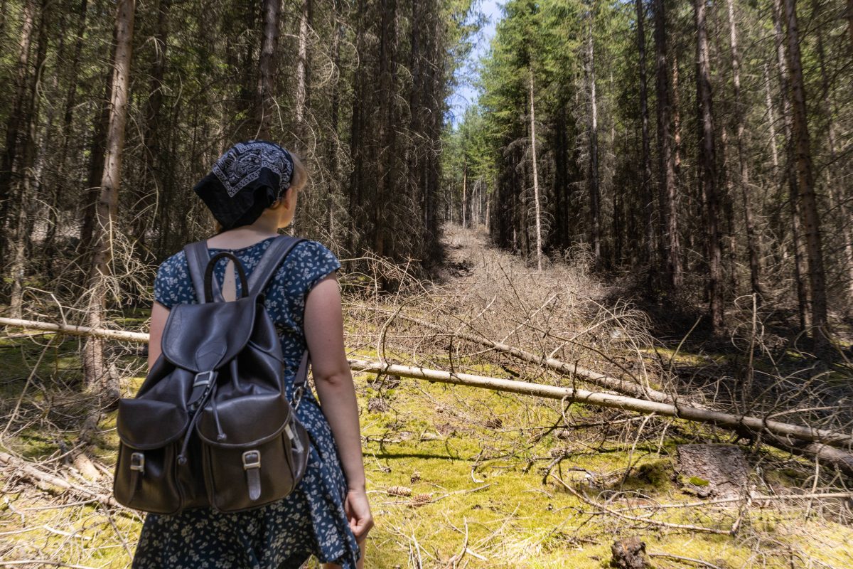 Blick in toten Wald: Gibt es doch noch Hoffnung?