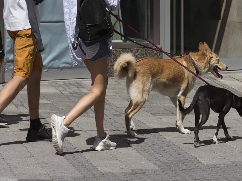 Thüringen: Familie spaziert mit ihren Hunden – plötzlich folgt für die Vierbeiner die Qual