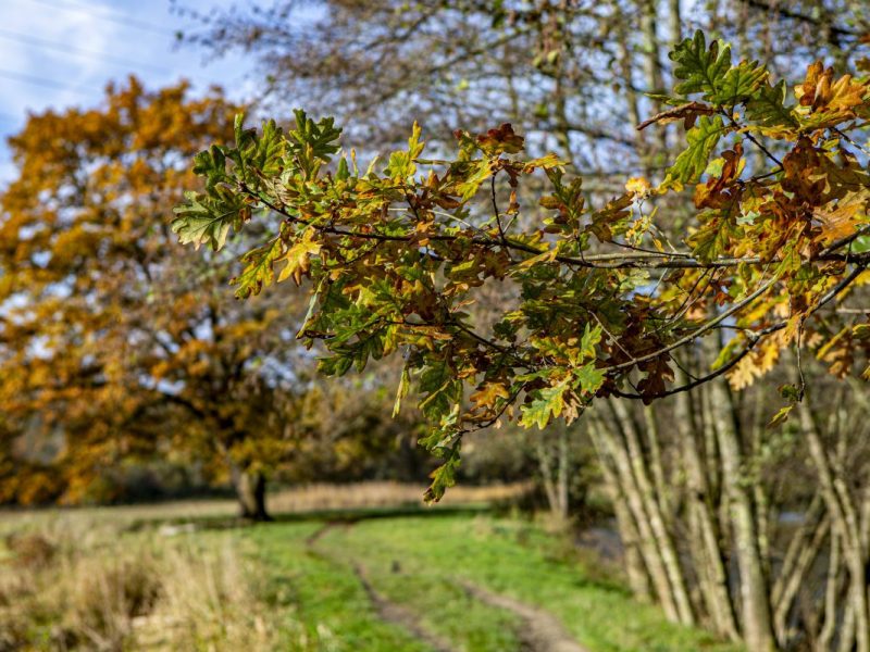 Wetter in Thüringen: Kommt der goldene Herbst? Experte mit erster Prognose! „Sieht man selten“