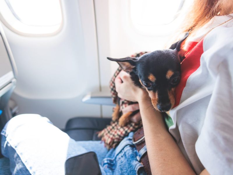 Urlaub mit Hund: Schock für Reisende! In dieses Land dürfen sie ihren Liebling nicht mehr mitnehmen
