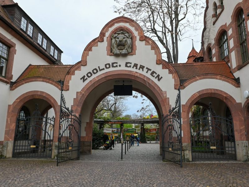 Zoo Leipzig: Großes Gewusel im Gehege! Besucher müssen ganz genau hinschauen