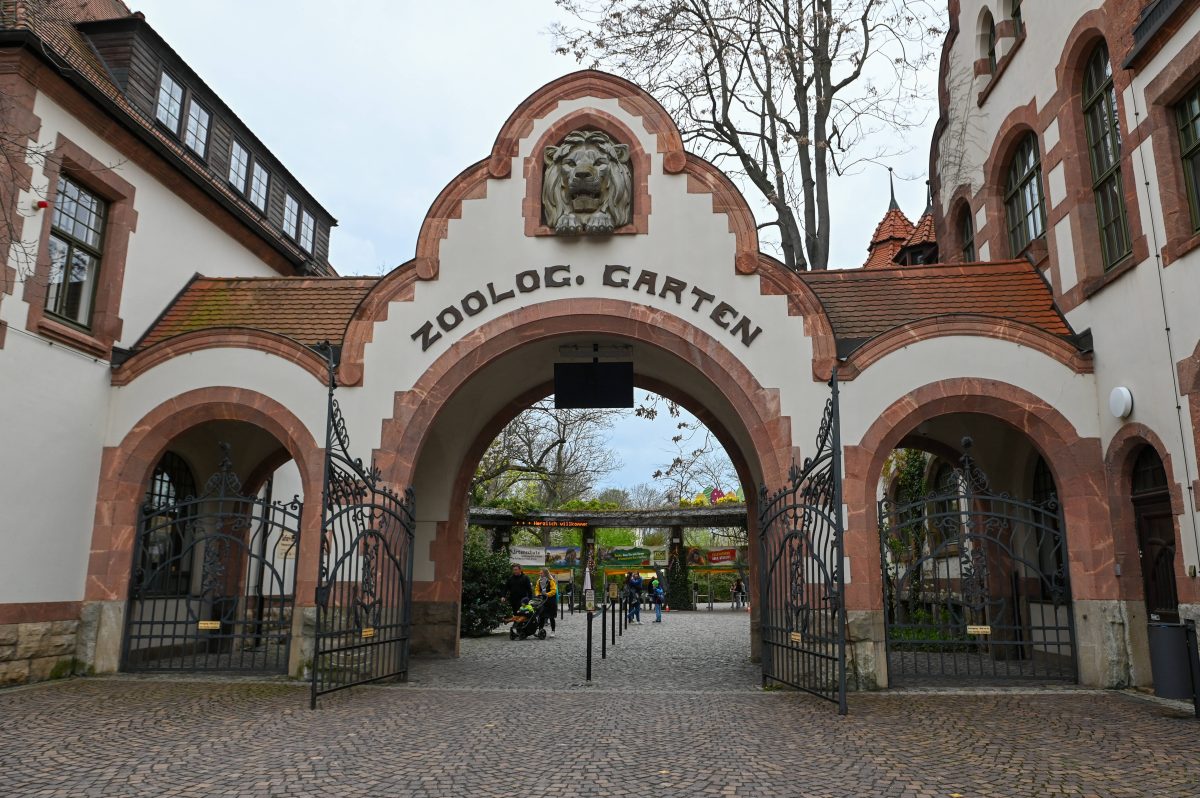 Zoo Leipzig: Großes Gewusel! Besucher müssen ganz genau hinschauen ...