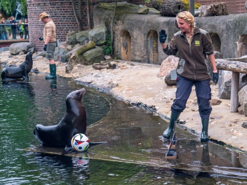 Zoo Leipzig: Tumult im Gehege! Besucher werden es sofort bemerken