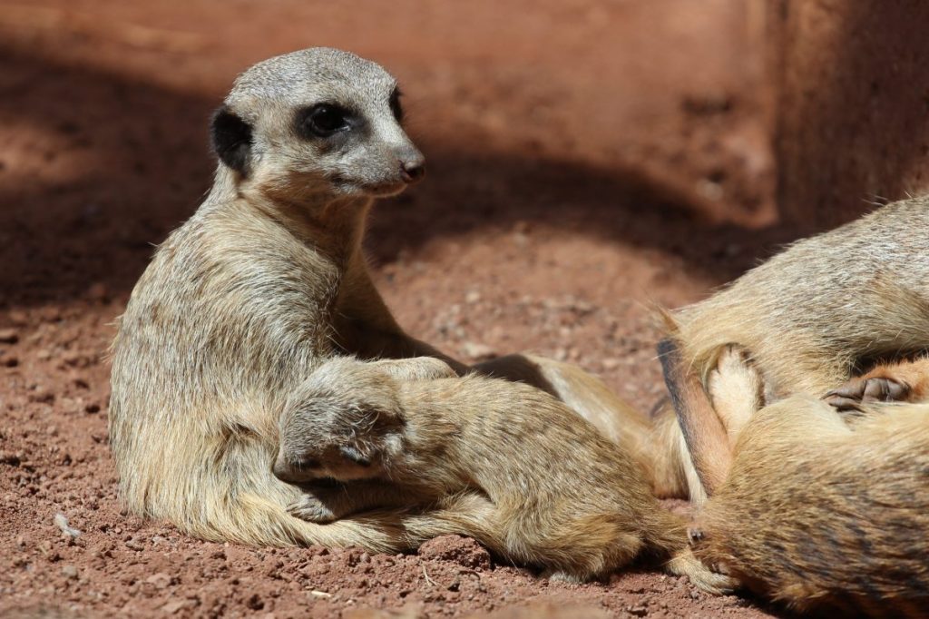 zoo erfurt