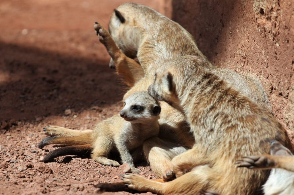 zoo erfurt