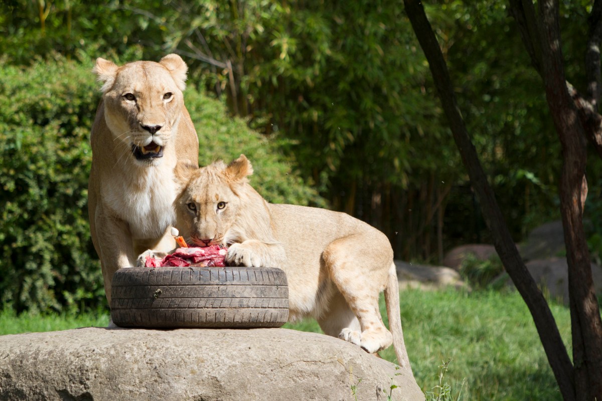 zoo leipzig