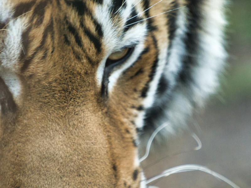 Tigerin aus dem Zoo Leipzig stirbt in Schwerin! Pfleger am Boden zerstört