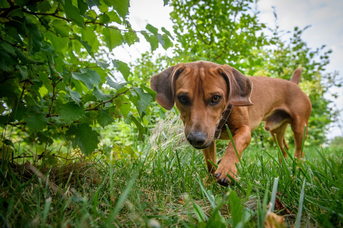 Besonders Hunde mit ihren Spürnasen gelingt es, die Leckereien unter der Erde zu entdecken. (Symbolbild)