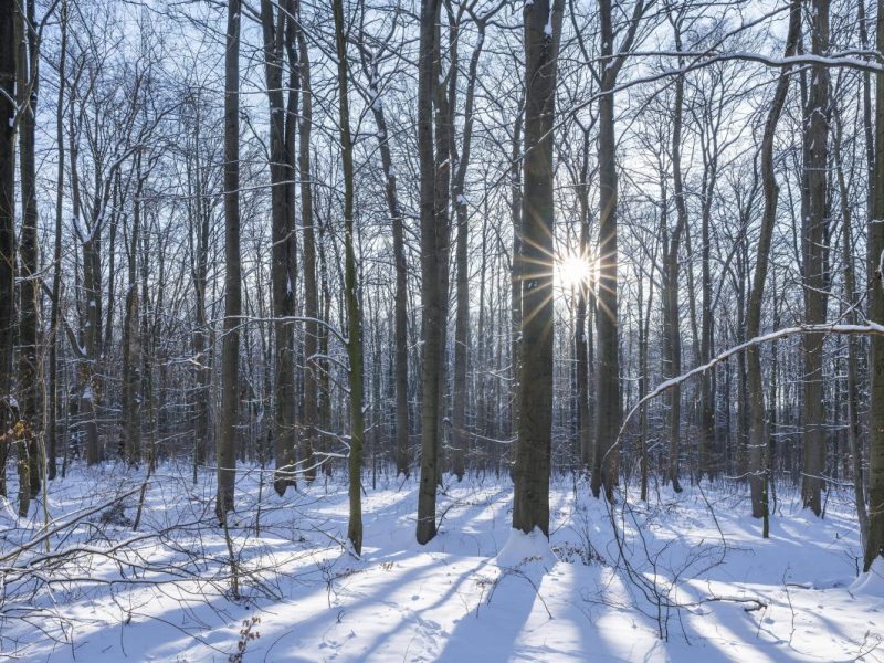 Wetter in Thüringen: Experte mit neuer Winter-Prognose – „Muss man ganz klar festhalten“