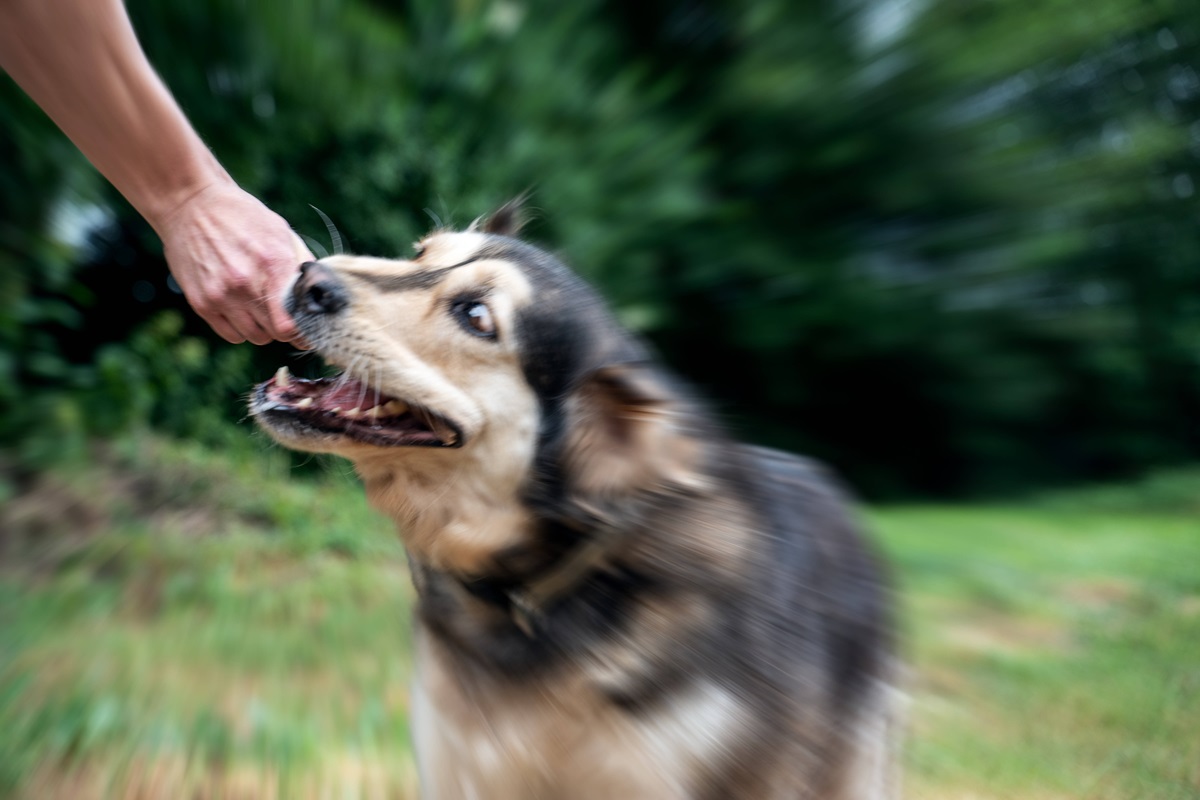 Nach einem Hundeangriff in ThÃ¼ringen hat PETA eine dringende Forderung (Symbolbild)