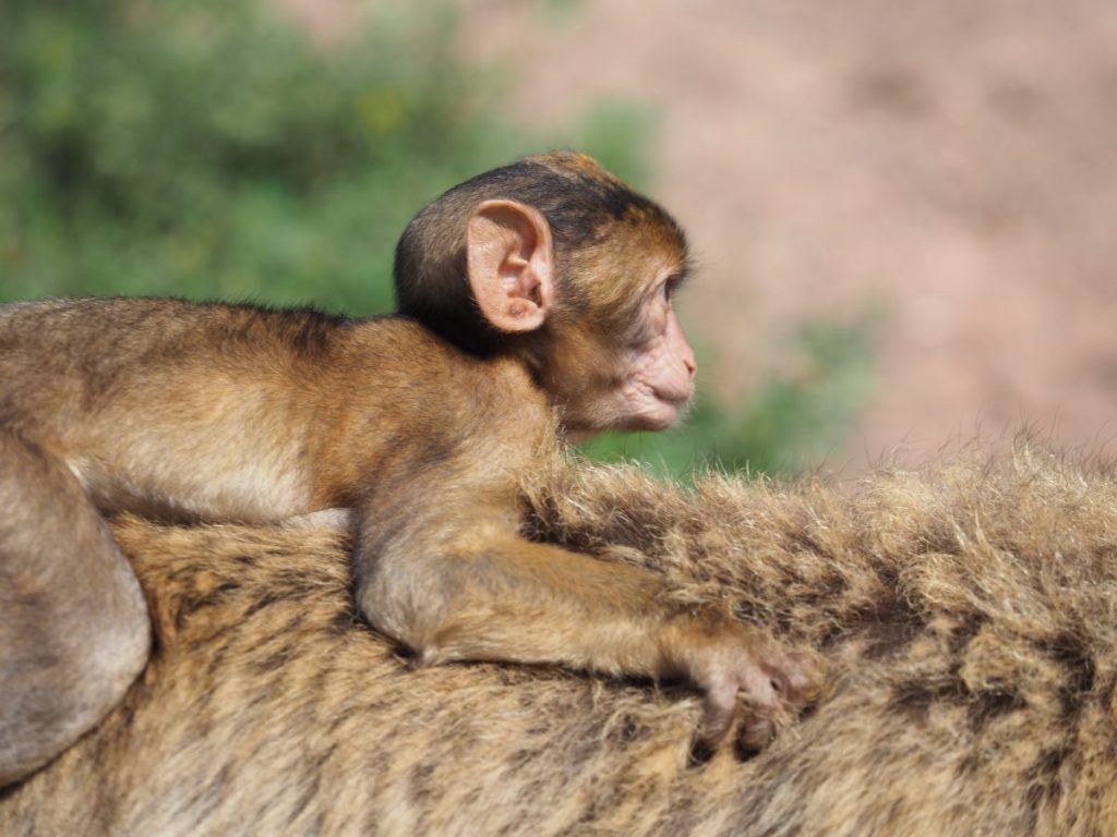 zoo erfurt