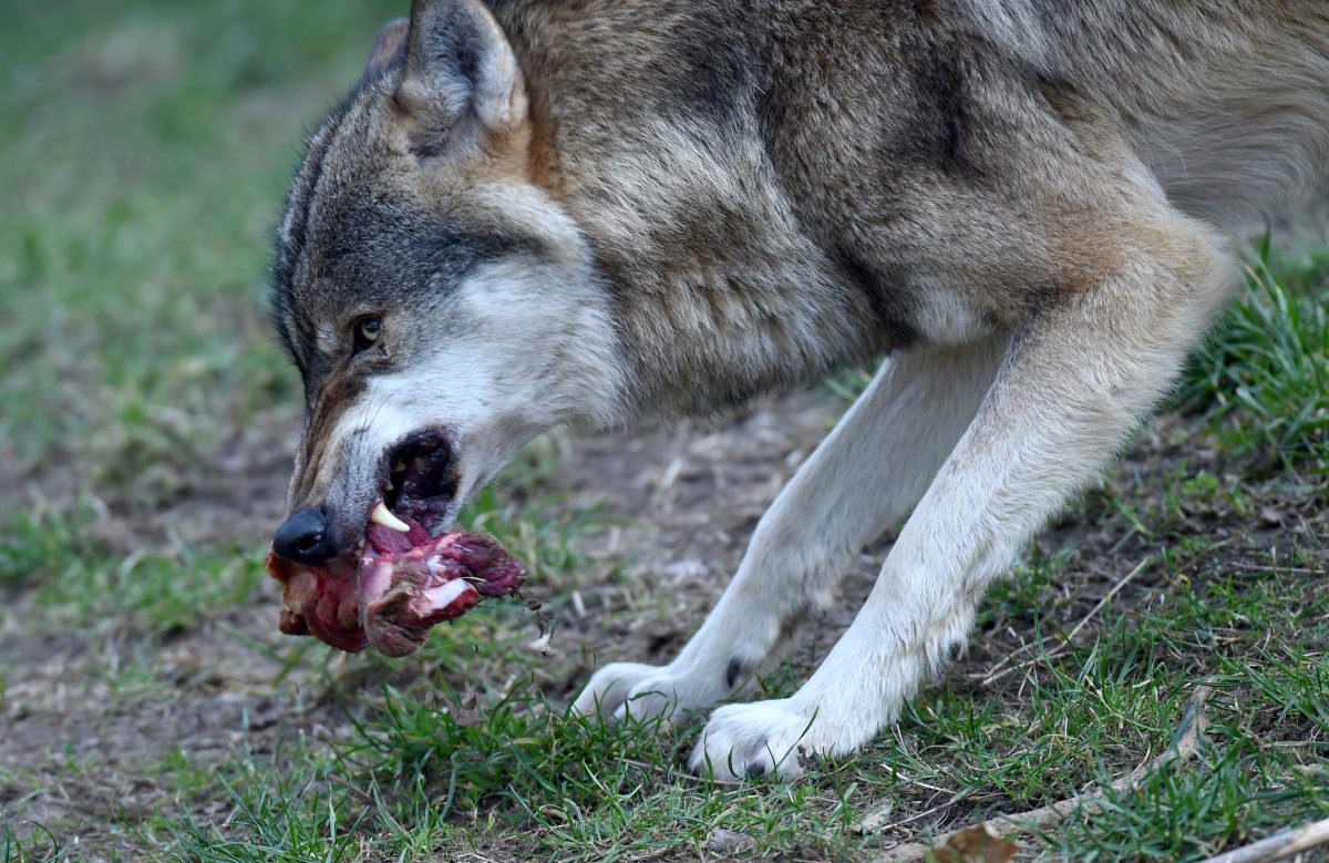 Ein Wolf ist in eine Schafsherde in ThÃ¼ringen eingedrungen und hat ein Tier getÃ¶tet. (Symbolbild)