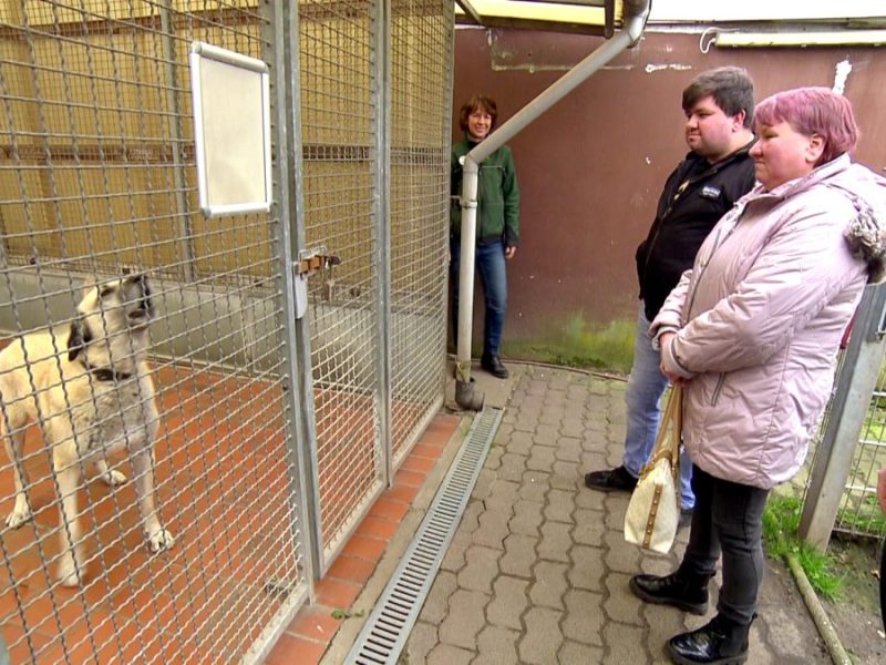 Bürgergeld-Empfänger will Hund adoptieren: NRW-Tierheim erteilt sofort Absage