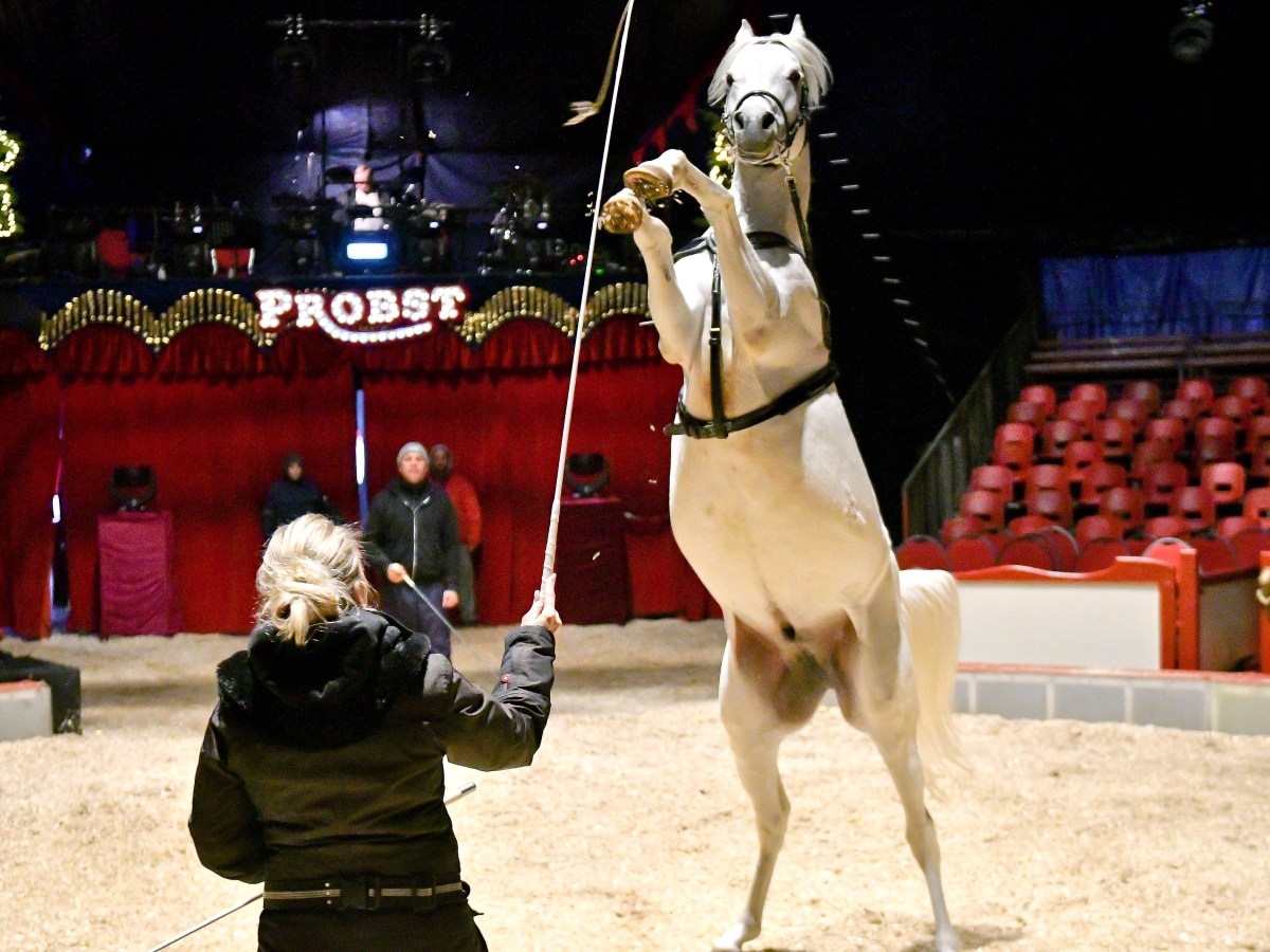 Thüringen: Zirkus-Werbung sorgt für Welle der Empörung! „Darf direkt weiterziehen“