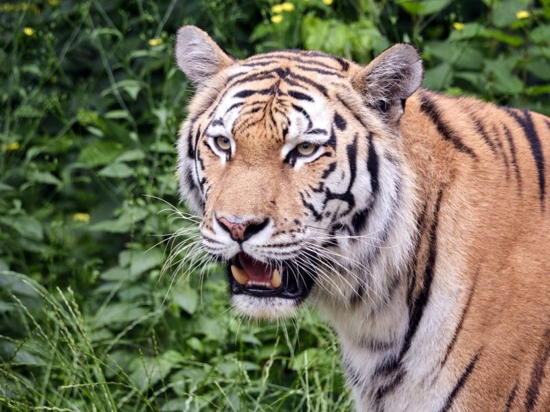 Zoo Leipzig: „Zoff“ in der Tiger Taiga spitzt sich zu! „Hilft alles nichts“