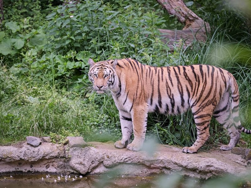 Zoo Leipzig: Ärger im Tiger-Gehege! Mitarbeiter zieht alle Register