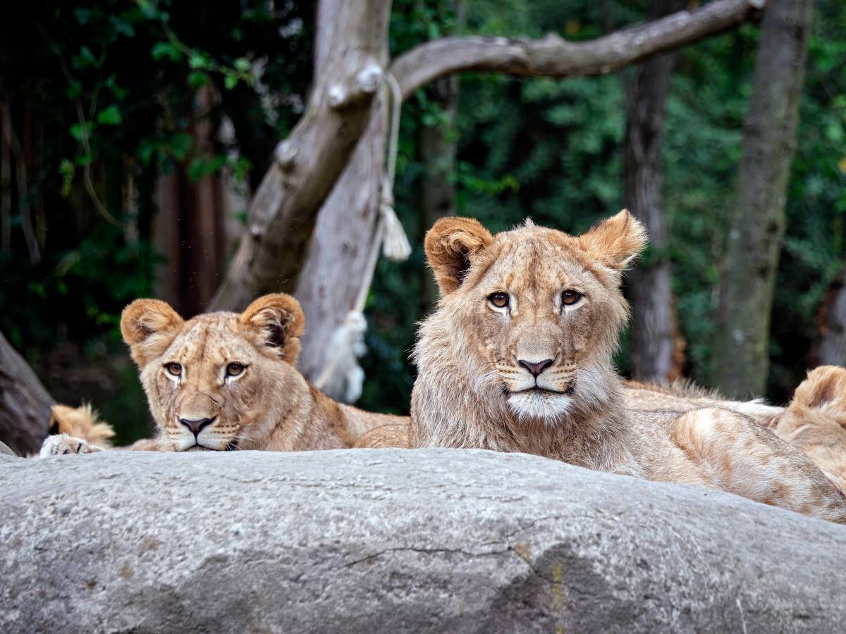 Zoo Leipzig: Große Aufregung im Löwen-Gehege! Mitarbeiter mit einzigartiger Aktion