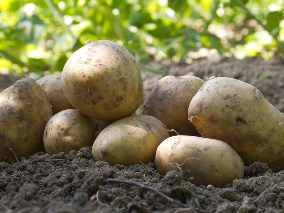 Thüringen könnte der Kartoffel-Rekord erwarten – er hat aber eine bittere Folge