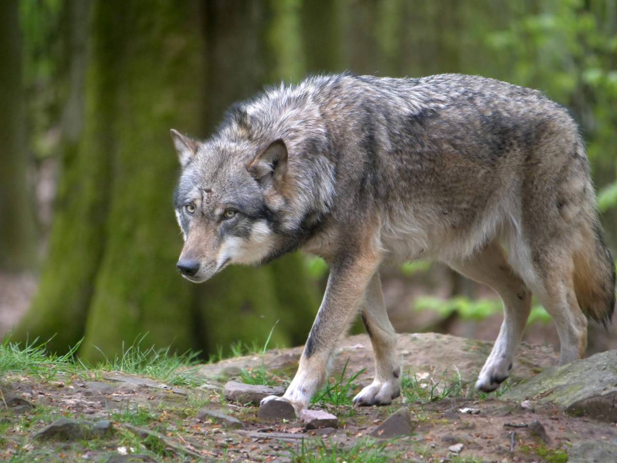 Thüringen: Abschuss frei? Wolfs-Experten platzt der Kragen – „Wahlloses Töten“