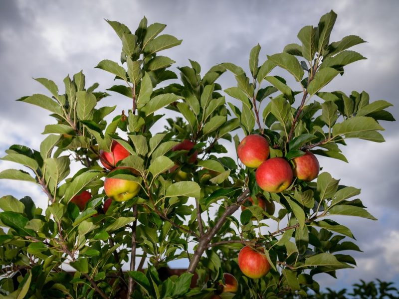 Thüringer Obstbauern ziehen bittere Ernte-Bilanz! Es fehlen Millionen – „Massiv existenzbedrohend“