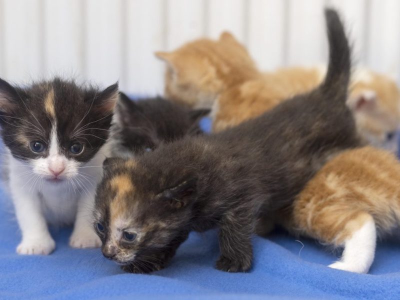 Thüringer Tierschutz am Rande der Verzweiflung – „Brauchen dringend Hilfe“