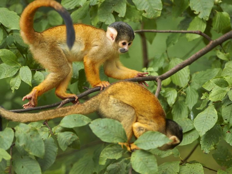 Zoo Leipzig: Abschied im Gondwanaland! „Weht bald ein anderer Wind“