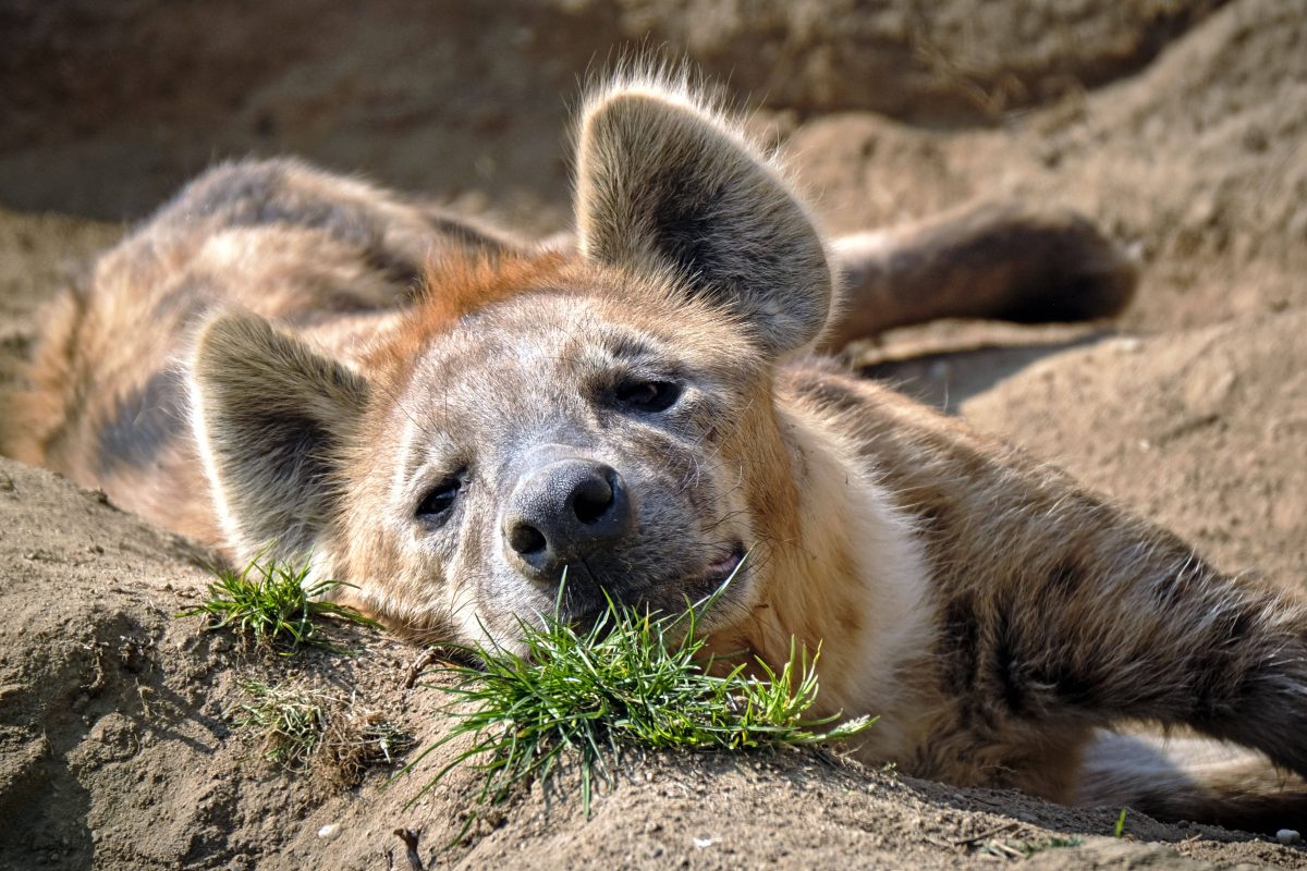 zoo leipzig