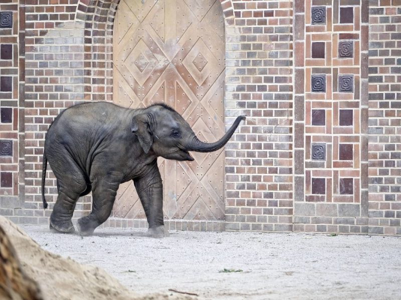 Zoo Leipzig: Gefahr im Gehege! Es lauert ein „unsichtbarer Feind“