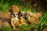 Die ErdmÃ¤nnchen haben im Zoo Leipzig Einiges zu klÃ¤ren. (Archivbild)