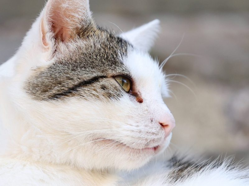 Tierheim Thüringen: Kater Jakob versteht die Welt nicht mehr – „Keiner sieht mich“